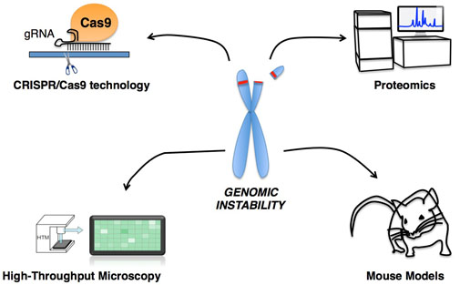 figure:Overview of the main approaches and methods that we employ to study genomic instability and its regulatory mechanisms
